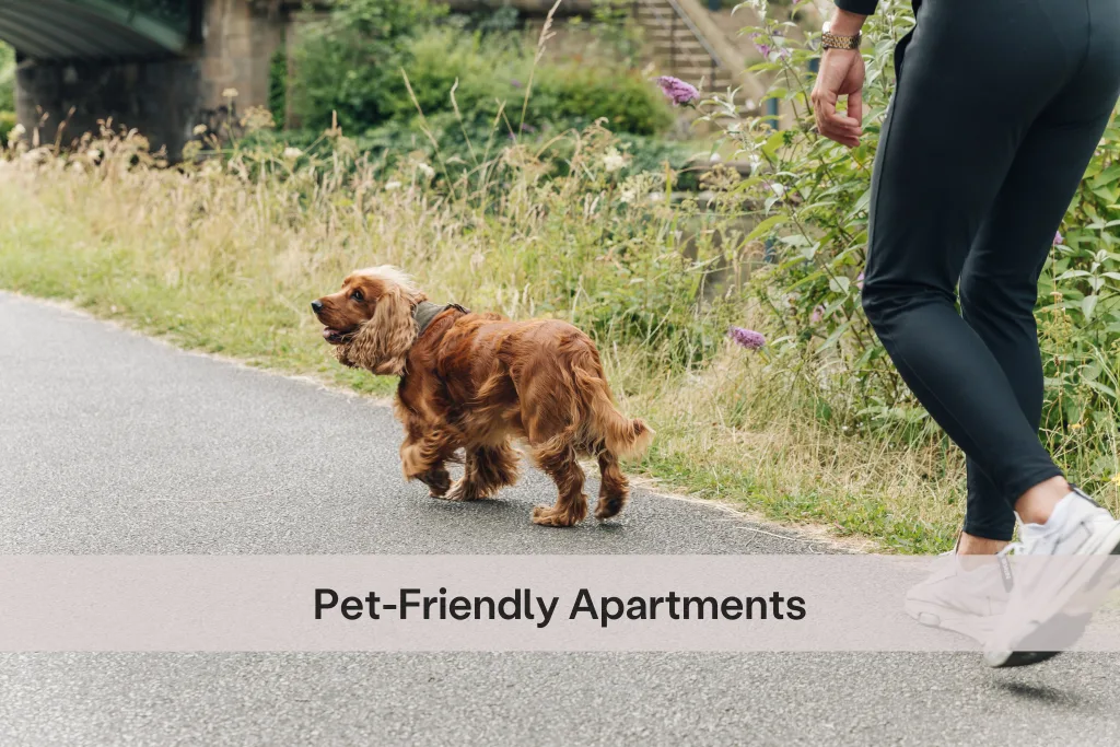 1 bedroom apartment for rent
