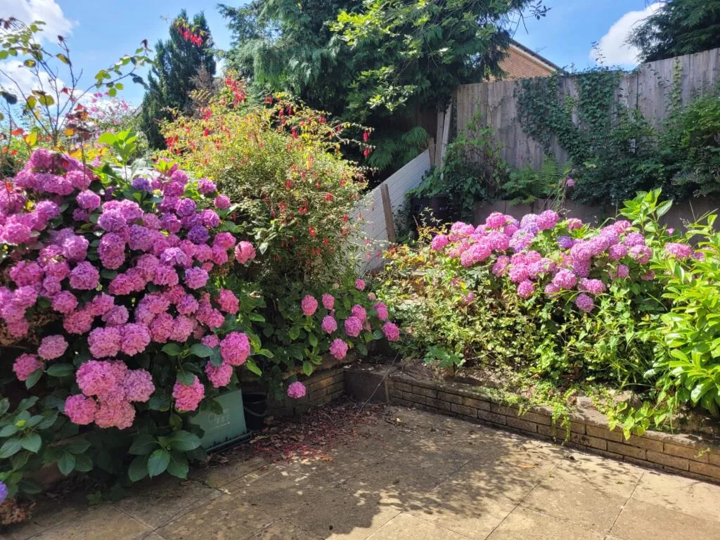 5 bedroom house for rent